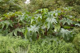 Image result for Ricinus