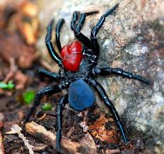 Australian Spiders The 10 Most Dangerous Australian