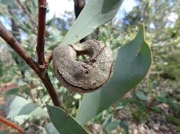 Image result for Cyclocarpa