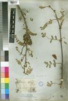 Image result for Aeschynomene elaphroxylon