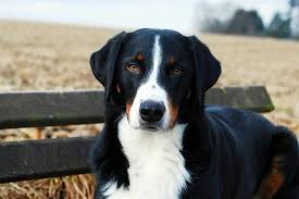 She is both exuberant (with friends and family) and reserved (with strangers). Appenzeller Sennenhund Welpen Kaufen