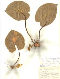 Image result for Cyanastrum