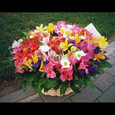 Rose Studio доставка цветов по краснодару цветочный магазин в краснодаре Dostavka Cvetov Krasnodar On Instagram Korzina S Alstromeriej I Hrizantemoj Cvety Korzinkascvetami Hrizantemy Alstromeriya Ko Instagram Posts Instagram