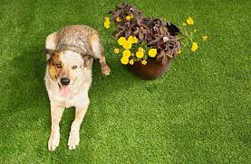 Usually, the pets` type is produced from polypropylene slip material and. Buy Lawn Direct Melbourne S 1 Artificial Grass Synthetic Turf