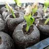 Greenhouse peat pellet tray click here to see the safety data sheets for this product. 1