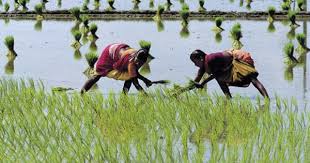 Birds Of A Feather Flock Together Meaning In Tamil Tamilnadu Paddy Cultivation Posters Art Prints Art Reference Photos Tamil Nadu