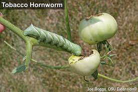 They also all use tomatoes. Hidden Hornworms Bygl