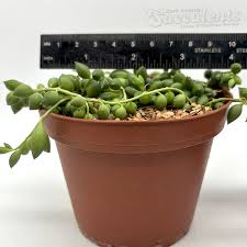 Image result for Senecio letouzeyanus