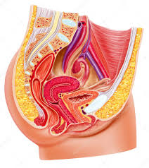 Check spelling or type a new query. Stockfotos Weibliche Anatomie Bilder Stockfotografie Weibliche Anatomie Lizenzfreie Fotos Depositphotos