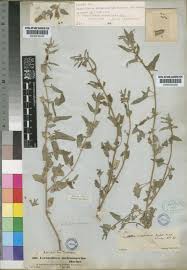 Image result for Ceratotheca sesamoides