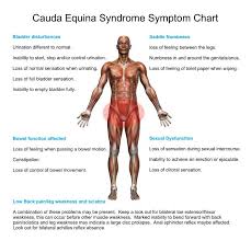 Cauda Equina Syndrome Ces Red Flag Signals Inspired Spinal Cord Injury Support Forum Cauda Equina Syndrome Cauda Equina Spinal Cord Injury