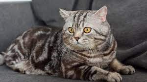 Katzenurin riecht extrem streng, wenn er nicht in der katzentoilette abgesetzt und dort von der streu aufgenommen wird. Die Katze Pinkelt Auf Das Sofa Katzenwelt Net