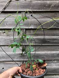 Image result for Entada chrysostachys