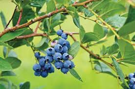 You can identify wild blueberries in florida by their foliage, berry color and shape, and the type of seeds in the plant. Breeding For The Ideal Fresh Blueberry Growing Produce
