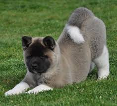 The most common japanese akita inu material is metal. 10 Amazing Facts About Your Dog S Tail Dogtime American Akita Dog Akita Puppies Akita Dog