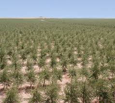 Atlas Olive Oils Has An Integrated Production System