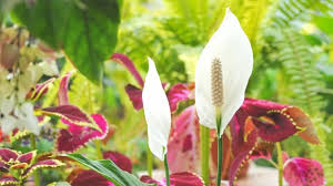 Flowers are unlikely if growing aloes in low light, but they are still striking, shapely plants in their own right. The 13 Best Houseplants For Growing Under Artificial Light