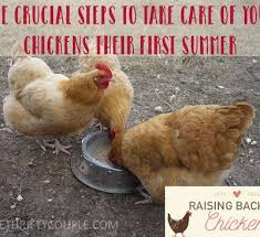 Raising Backyard Chickens Crucial Steps To Take Care Of Your Chickens Chickens Backyard Raising Backyard Chickens Raising Chickens