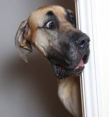 Super angebote für scooby doo blu preis hier im preisvergleich. What Kind Of Dog Is Scooby Doo Not A Great Dane Here Is Why Canine Bible
