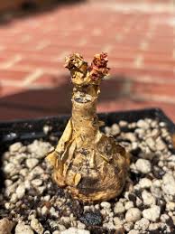 Image result for Cyphostemma schlechteri