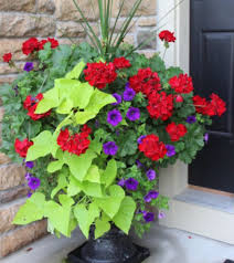 Whether it be for indoor or outdoor use, you can design, create or enhance the garden of your dreams or add some refreshing colour and natural. Beautiful Large Combo Planters Outdoor Arrangement In Pelican Rapids Mn Brown Eyed Susans Floral