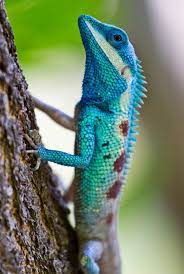 These 10 cool creatures sure do! Why Blue Animals Are So Rare
