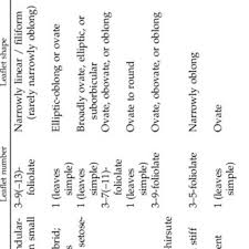 Image result for Cleome polyanthera