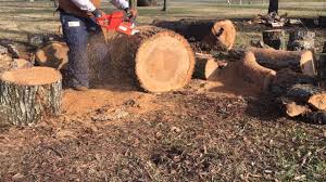 Husqvarna chainsaws is a constant debate among loggers. Stihl Ms 291 Vs Husqvarna 455 Rancher Woodworking Tool Guide
