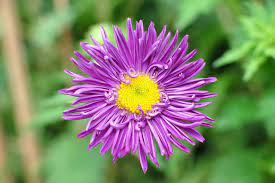 Callistephus Beautiful Flowers Garden Flower Show Popular Flowers
