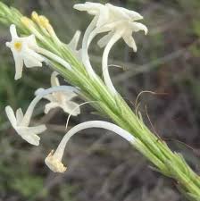 Image result for Chascanum hederaceum