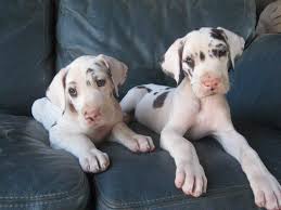 Great temperments very playful and easily taught. Rose Danes Puppies Harlequin Mantle Merle Great Danes
