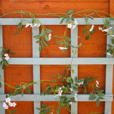 This Pretty Jasmine Garland Is Simply A Delight From Shelf Edge Leading Edge Decor In Home Garden Design Spring Flowers Jasmine Flower Planting Flowers