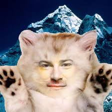 Stream miau miau