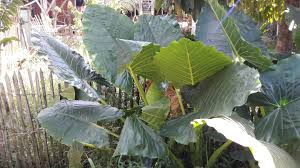 Image result for Anchomanes giganteus