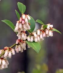 Image result for Rawsonia lucida