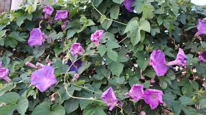 Image result for Ipomoea violacea