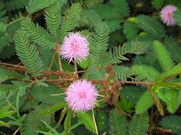 Mimosa Pudica L Touch Me Not Plant Family Mimosaceae L Flickr