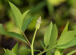 Image result for Sphenoclea zeylanica