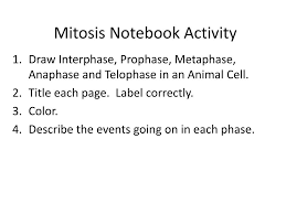 Maybe you would like to learn more about one of these? Ppt Mitosis Notebook Activity Powerpoint Presentation Free Download Id 2652123