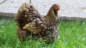 The original orpington, the black, was developed in england in 1886 and brought to the us in 1890. Chocolate Silver Laced Orpington Chicken Ridge Farm