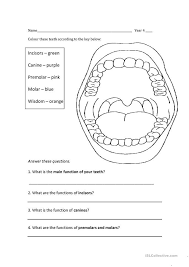 Teeth Incisor Canine Premolar Molar Function Worksheet Free Esl Printable Worksheets M Dental Assistant Study Human Body Lesson Plans Science Worksheets