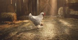 La poule pékin est une bonne couveuse mais une moyenne pondeuse, elle est plus souvent choisie comme poule d'ornement. Avez Vous Deja Vu Une Poule Jongler Maintenant Oui Avec Kfc France