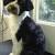 Puppy Short Hair Tibetan Terrier