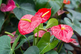The chinese hibiscus are large trumpet like flowers with five petals. 11 Tropical Flowers That You Can Grow Indoors Or Outdoors Trees Com