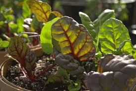 Gemuse Sorten Fur Kubel Und Balkon Herbstgarten Gartenplanung Winterpflanzen