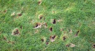 If your lawn is mostly in good shape, but you want to fill in a few small holes or damaged spots, you'll find a wide range of seed blends mixed with fertilizer to quickly cover the spot with new grass. Tips To Recognize That A Hole Is Made By A Skunk