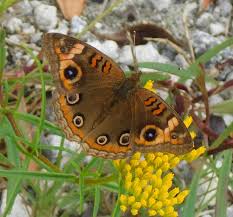 Image result for Sebaea junodii