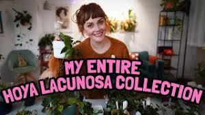 Image result for Begonia lacunosa