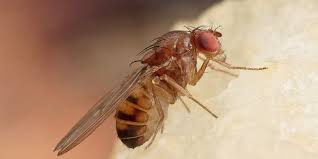 Top 10 Des Insectes Et Des Rongeurs Domestiques Communs