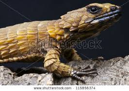 「Cordylus cataphractus」の画像検索結果